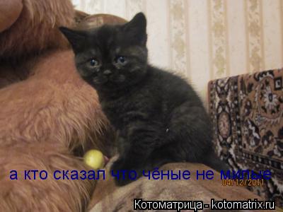 а кто сказал что чёные не милые... Котоматрица: а кто сказал что чёные не милые