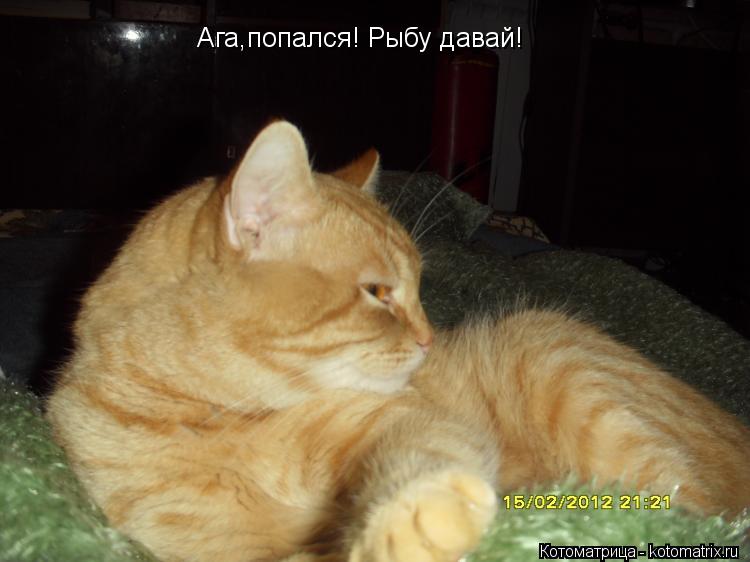 Ага,попался! Рыбу давай!... Котоматрица: Ага,попался! Рыбу давай!