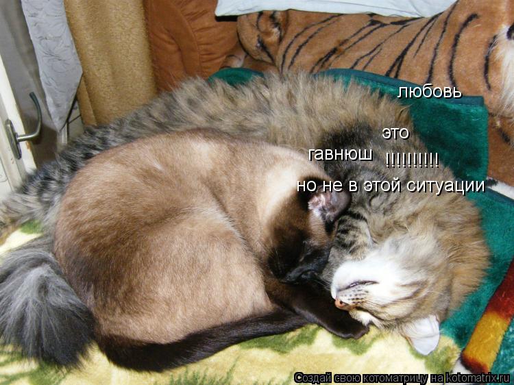 любовь это гавнюш !!!!!!!!!! но не в этой ситуации... Котоматрица: любовь это гавнюш !!!!!!!!!! но не в этой ситуации