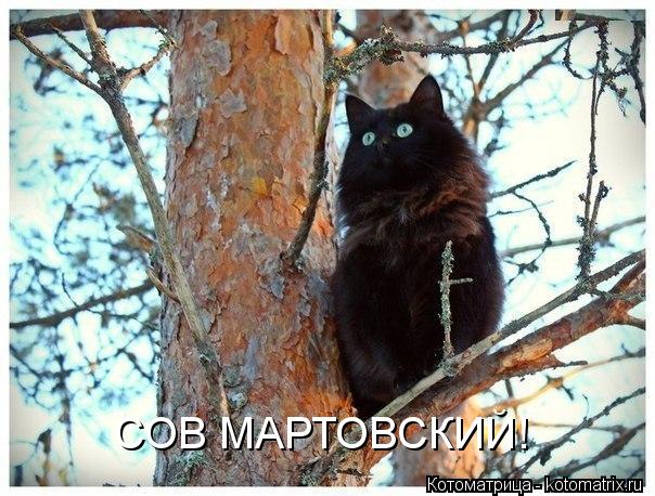 СОВ МАРТОВСКИЙ!... Котоматрица: СОВ МАРТОВСКИЙ!