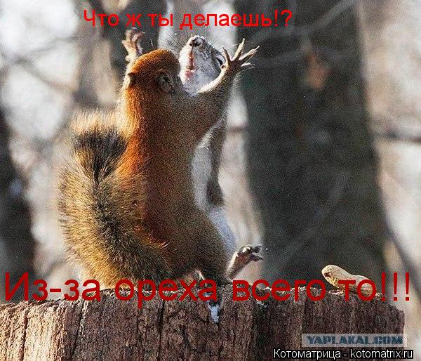 Что ж ты делаешь!? Из-за ореха всего то!!!... Котоматрица: Что ж ты делаешь!? Из-за ореха всего то!!!