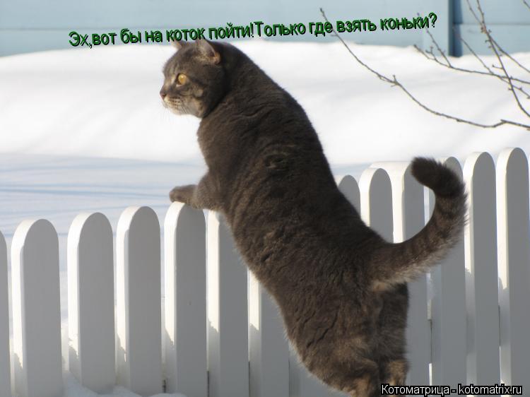 Эх,вот бы на коток пойти!Только где взять коньки?... Котоматрица: Эх,вот бы на коток пойти!Только где взять коньки?