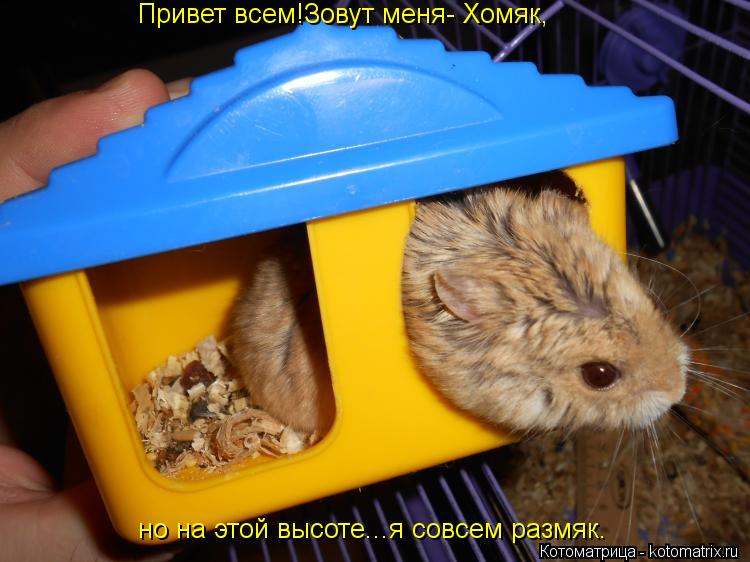 Привет всем!Зовут меня- Хомяк, но на этой высоте...я совсем размяк.... Котоматрица: Привет всем!Зовут меня- Хомяк, но на этой высоте...я совсем размяк.