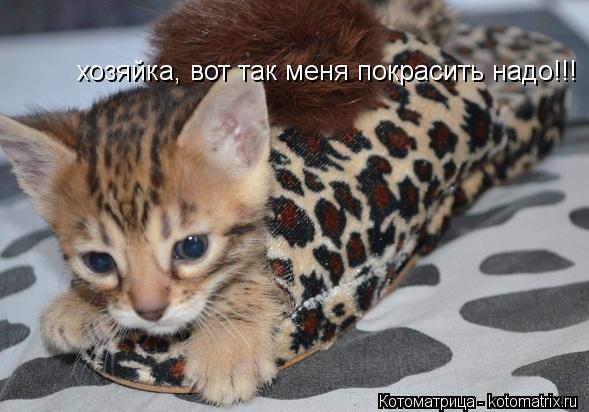 хозяйка, вот так меня покрасить надо!!!... Котоматрица: хозяйка, вот так меня покрасить надо!!!