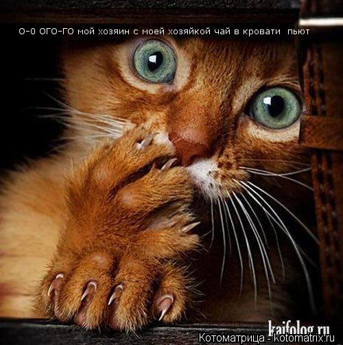 О-0 ОГО-ГО мой хозяин с моей хозяйкой чай в кровати пьют... Котоматрица: О-0 ОГО-ГО мой хозяин с моей хозяйкой чай в кровати пьют