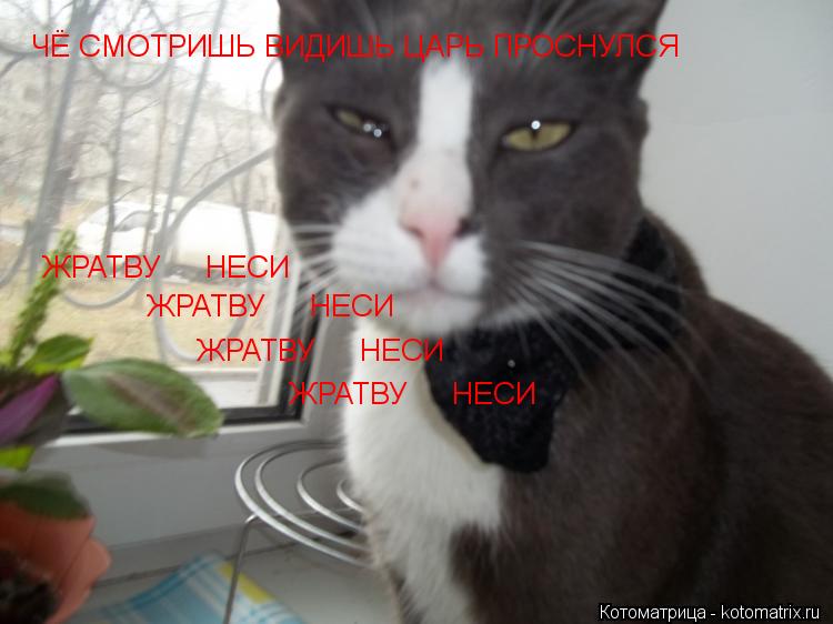 ЧЁ СМОТРИШЬ ВИДИШЬ ЦАРЬ ПРОСНУЛСЯ ЖРАТВУ НЕСИ ЖРАТВУ НЕСИ ЖРАТВУ НЕСИ ЖРАТВУ НЕСИ... Котоматрица: ЧЁ СМОТРИШЬ ВИДИШЬ ЦАРЬ ПРОСНУЛСЯ ЖРАТВУ НЕСИ ЖРАТВУ НЕСИ ЖРАТВУ НЕСИ ЖРАТВУ НЕСИ