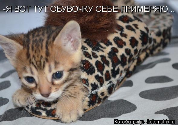 -Я ВОТ ТУТ ОБУВОЧКУ СЕБЕ ПРИМЕРЯЮ...... Котоматрица: -Я ВОТ ТУТ ОБУВОЧКУ СЕБЕ ПРИМЕРЯЮ...