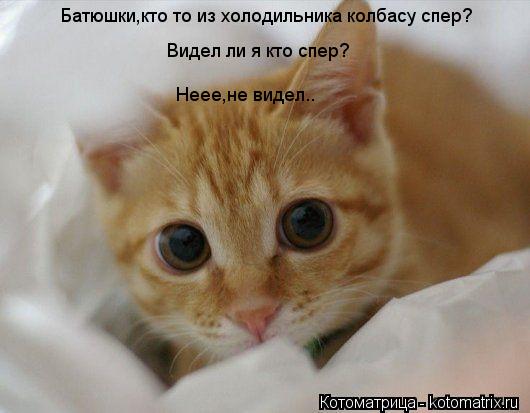 Батюшки,кто то из холодильника колбасу спер? Видел ли я кто спер? Неее,не видел..... Котоматрица: Батюшки,кто то из холодильника колбасу спер? Видел ли я кто спер? Неее,не видел..