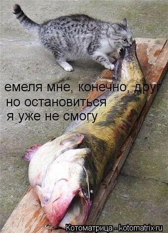 емеля мне, конечно, друг но остановиться я уже не смогу... Котоматрица: емеля мне, конечно, друг но остановиться я уже не смогу
