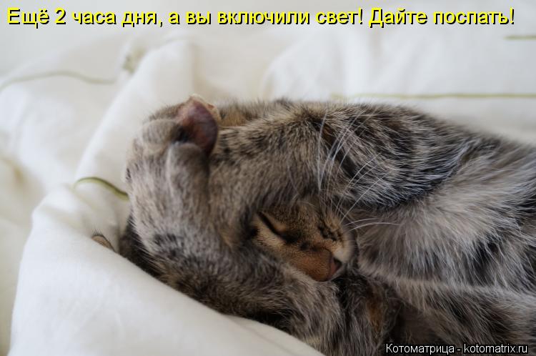 Ещё 2 часа дня, а вы включили свет! Дайте поспать!... Котоматрица: Ещё 2 часа дня, а вы включили свет! Дайте поспать!