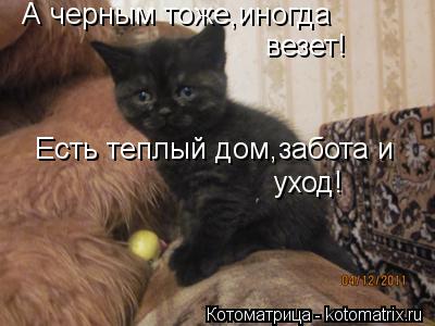 А черным тоже,иногда везет! Есть теплый дом,забота и уход!... Котоматрица: А черным тоже,иногда везет! Есть теплый дом,забота и уход!