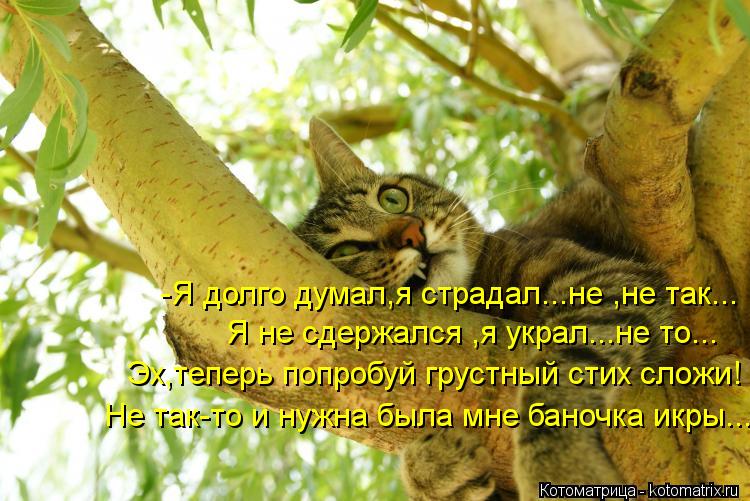 -Я долго думал,я страдал...не ,не так... Я не сдержался ,я украл...не то... Эх,теперь попробуй грустн... Котоматрица: -Я долго думал,я страдал...не ,не так... Я не сдержался ,я украл...не то... Эх,теперь попробуй грустный стих сложи! Не так-то и нужна была мне баноч