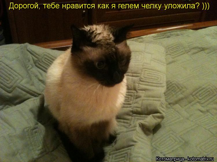 Дорогой, тебе нравится как я гелем челку уложила? )))... Котоматрица: Дорогой, тебе нравится как я гелем челку уложила? )))