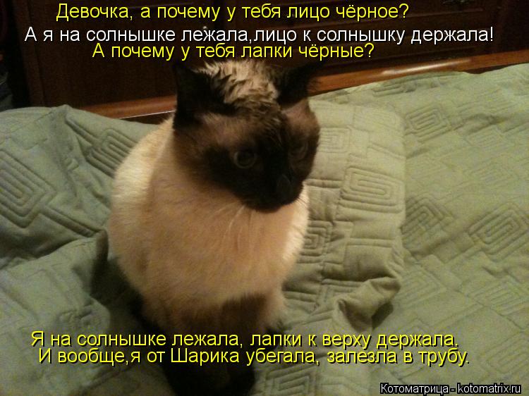 Девочка, а почему у тебя лицо чёрное? А я на солнышке лежала,лицо к солнышку держала! А почему у тебя... Котоматрица: Девочка, а почему у тебя лицо чёрное? А я на солнышке лежала,лицо к солнышку держала! А почему у тебя лапки чёрные? Я на солнышке лежала, лапки