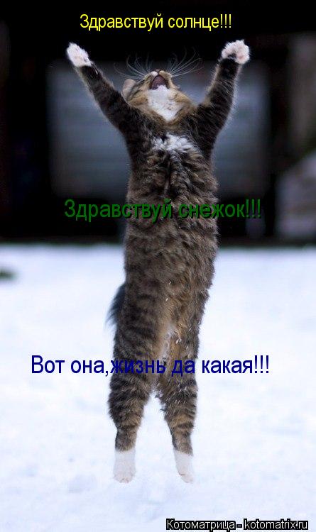 Здравствуй солнце!!! Здравствуй снежок!!! Вот она,жизнь да какая!!!... Котоматрица: Здравствуй солнце!!! Здравствуй снежок!!! Вот она,жизнь да какая!!!