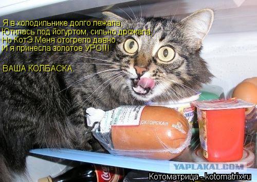 Я в холодильнике долго лежала, Ютилась под йогуртом, сильно дрожала, Но КотЭ Меня отогрело давно, И я... Котоматрица: Я в холодильнике долго лежала, Ютилась под йогуртом, сильно дрожала, Но КотЭ Меня отогрело давно, И я принесла золотое УРО!!! ВАША КОЛБАСКА.