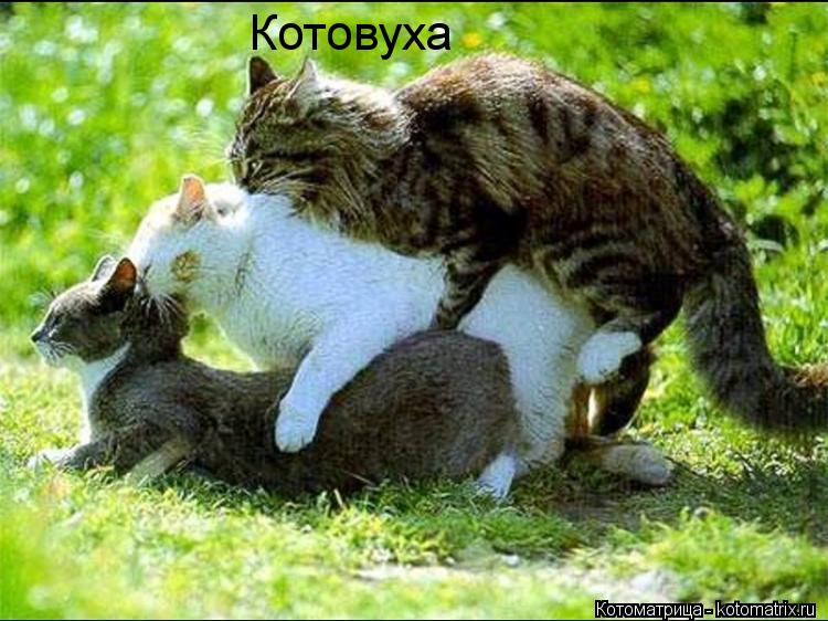 Котовуха... Котоматрица: Котовуха
