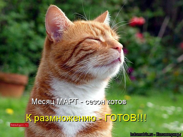 К размножению - ГОТОВ!!! Месяц МАРТ - сезон котов... Котоматрица: К размножению - ГОТОВ!!! Месяц МАРТ - сезон котов