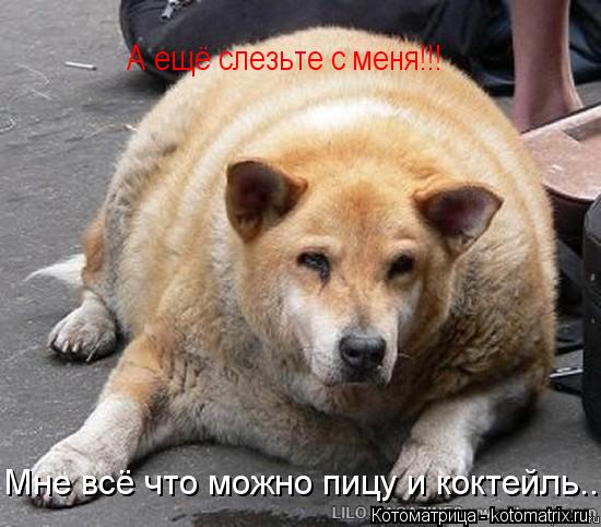 Мне всё что можно пицу и коктейль... А ещё слезьте с меня!!!... Котоматрица: Мне всё что можно пицу и коктейль... А ещё слезьте с меня!!!