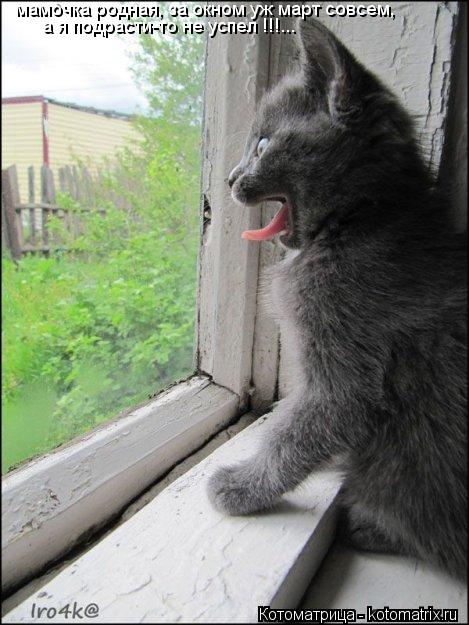 мамочка родная, за окном уж март совсем, а я подрасти-то не успел !!!...... Котоматрица: мамочка родная, за окном уж март совсем, а я подрасти-то не успел !!!...