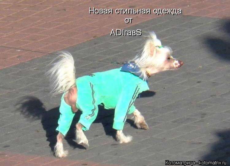 Новая стильная одежда от ADIгавS... Котоматрица: Новая стильная одежда от ADIгавS