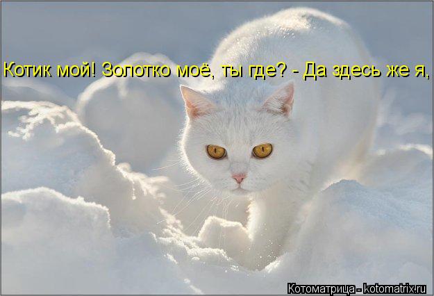 Котик мой! Золотко моё, ты где? - Да здесь же я, дорогая. - Да иди на хер! Я кота ищу!... Котоматрица: Котик мой! Золотко моё, ты где? - Да здесь же я, дорогая. - Да иди на хер! Я кота ищу!