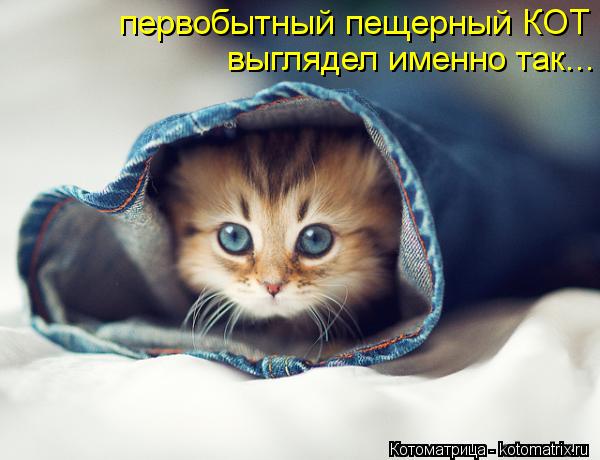 первобытный пещерный КОТ выглядел именно так...... Котоматрица: первобытный пещерный КОТ выглядел именно так...