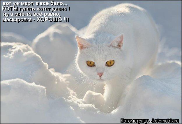 вот уж март, а всё бело... КОТЫ гулять хотят давно ! ну а мне-то всё-равно, маскировка - ХОРОШО !!!... Котоматрица: вот уж март, а всё бело... КОТЫ гулять хотят давно ! ну а мне-то всё-равно, маскировка - ХОРОШО !!!