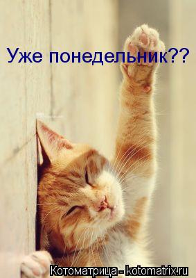 Уже понедельник??... Котоматрица: Уже понедельник??
