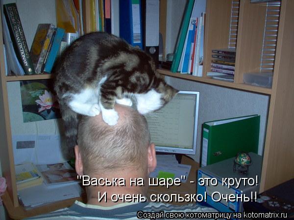"Васька на шаре" - это круто! И очень скользко! Очень!!... Котоматрица: "Васька на шаре" - это круто! И очень скользко! Очень!!