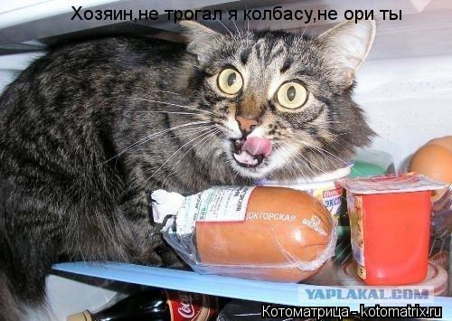 Хозяин,не трогал я колбасу,не ори ты... Котоматрица: Хозяин,не трогал я колбасу,не ори ты