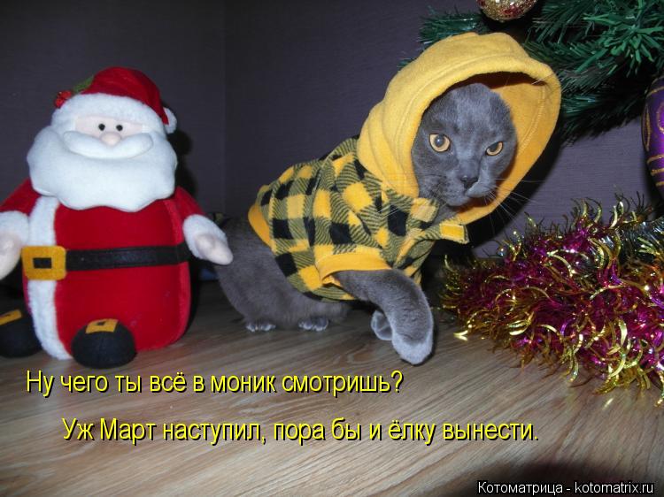 Ну чего ты всё в моник смотришь? Уж Март наступил, пора бы и ёлку вынести.... Котоматрица: Ну чего ты всё в моник смотришь? Уж Март наступил, пора бы и ёлку вынести.