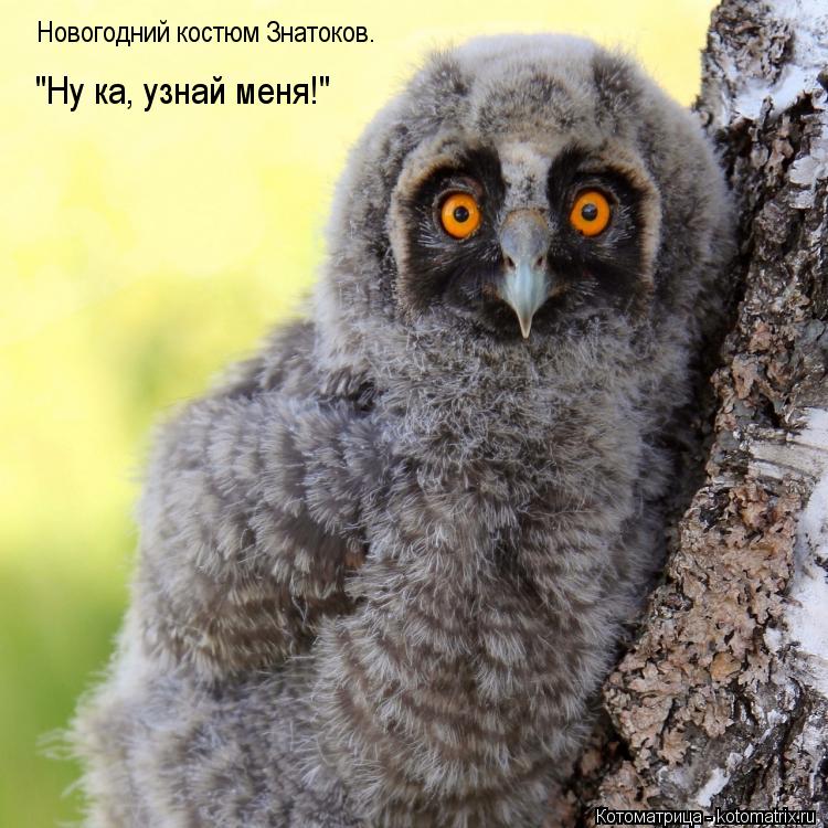 Новогодний костюм Знатоков. "Ну ка, узнай меня!"... Котоматрица: Новогодний костюм Знатоков. "Ну ка, узнай меня!"