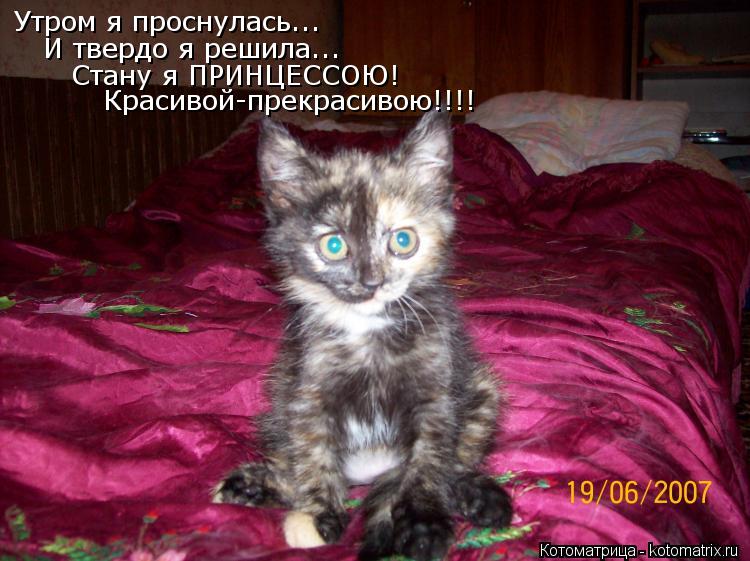 Утром я проснулась... И твердо я решила... Стану я ПРИНЦЕССОЮ! Красивой-прекрасивою!!!!... Котоматрица: Утром я проснулась... И твердо я решила... Стану я ПРИНЦЕССОЮ! Красивой-прекрасивою!!!!