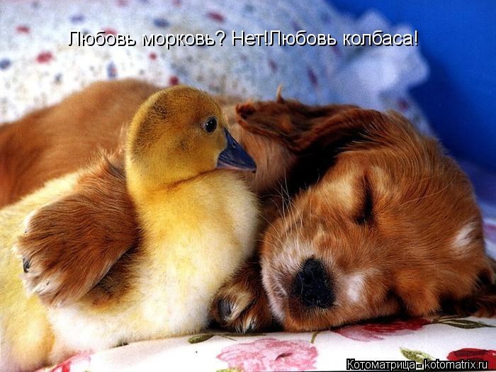 Любовь морковь? Нет!Любовь колбаса!... Котоматрица: Любовь морковь? Нет!Любовь колбаса!