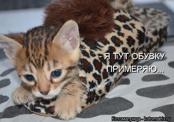 Я ТУТ ОБУВКУ ПРИМЕРЯЮ... -... Котоматрица: Я ТУТ ОБУВКУ ПРИМЕРЯЮ... -