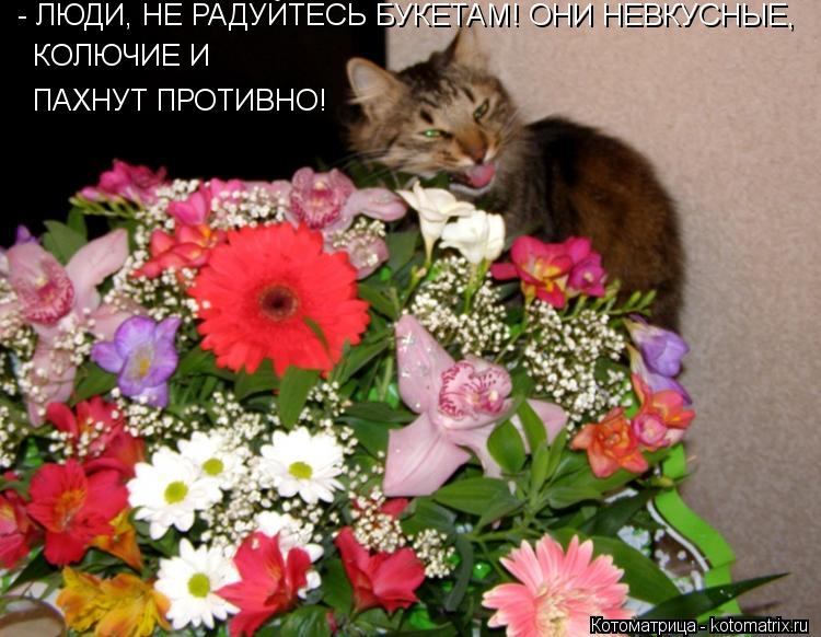 - ЛЮДИ, НЕ РАДУЙТЕСЬ БУКЕТАМ! ОНИ НЕВКУСНЫЕ, КОЛЮЧИЕ И ПАХНУТ ПРОТИВНО!... Котоматрица: - ЛЮДИ, НЕ РАДУЙТЕСЬ БУКЕТАМ! ОНИ НЕВКУСНЫЕ, КОЛЮЧИЕ И ПАХНУТ ПРОТИВНО!