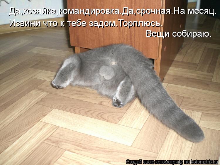 Да,хозяйка,командировка.Да,срочная.На месяц. Извини что к тебе задом.Торплюсь. Вещи собираю.... Котоматрица: Да,хозяйка,командировка.Да,срочная.На месяц. Извини что к тебе задом.Торплюсь. Вещи собираю.