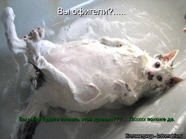 Вы офигели?..... Вы меня будите пачкать этой дрянью???.....Пххххх похоже да.... Котоматрица: Вы офигели?..... Вы меня будите пачкать этой дрянью???.....Пххххх похоже да.