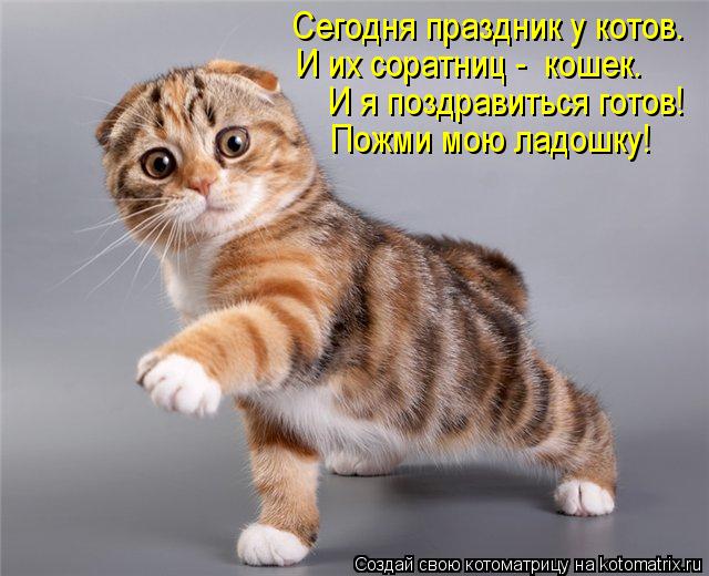 Пожми мою ладошку! И их соратниц - кошек. Сегодня праздник у котов. И я поздравиться готов!... Котоматрица: Пожми мою ладошку! И их соратниц - кошек. Сегодня праздник у котов. И я поздравиться готов!