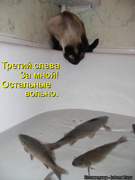 Третий слева За мной! Остальные вольно.... Котоматрица: Третий слева За мной! Остальные вольно.