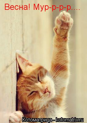 Весна! Мур-р-р-р....... Котоматрица: Весна! Мур-р-р-р....
