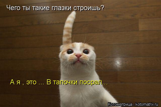 Чего ты такие глазки строишь? А я , это ... В тапочки посрал...... Котоматрица: Чего ты такие глазки строишь? А я , это ... В тапочки посрал...