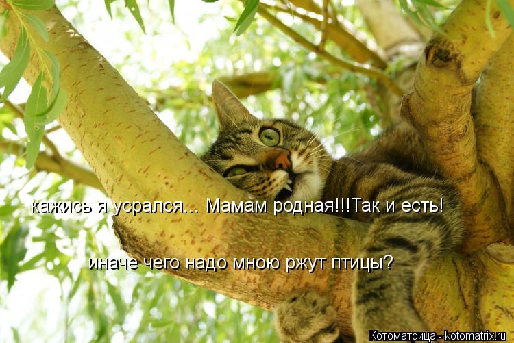 кажись я усрался... Мамам родная!!!Так и есть! иначе чего надо мною ржут птицы?... Котоматрица: кажись я усрался... Мамам родная!!!Так и есть! иначе чего надо мною ржут птицы?
