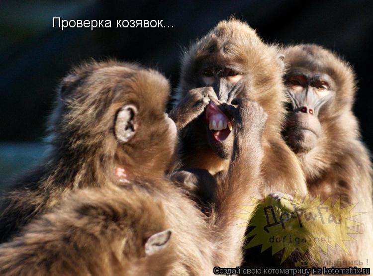 Проверка козявок...... Котоматрица: Проверка козявок...