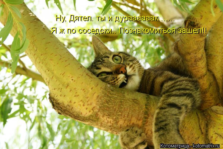 Ну, Дятел. ты и дураааааак....... Я ж по соседски.. Познакомиться зашел!!... Котоматрица: Ну, Дятел. ты и дураааааак....... Я ж по соседски.. Познакомиться зашел!!