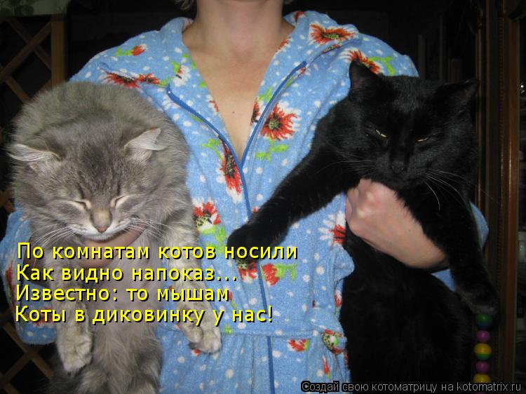 По комнатам котов носили Как видно напоказ... Известно: то мышам Коты в диковинку у нас!... Котоматрица: По комнатам котов носили Как видно напоказ... Известно: то мышам Коты в диковинку у нас!