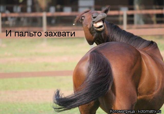И пальто захвати... Котоматрица: И пальто захвати