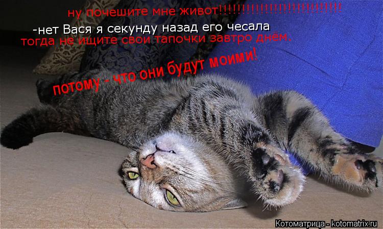ну почешите мне живот!!!!!!!!!!!!!!!!!!!!!!!!!!! -нет Вася я секунду назад его чесала тогда не ищите ... Котоматрица: ну почешите мне живот!!!!!!!!!!!!!!!!!!!!!!!!!!! -нет Вася я секунду назад его чесала тогда не ищите свои тапочки завтро днём. потому - что они будут моим