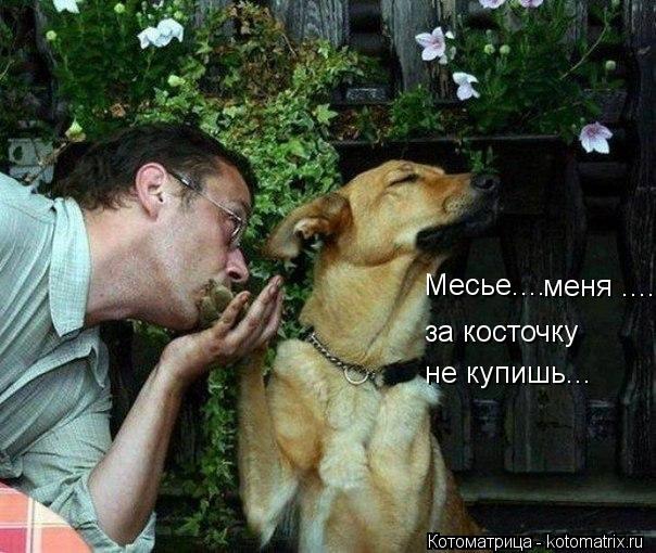 Месье.... меня .... за косточку не купишь...... Котоматрица: Месье.... меня .... за косточку не купишь...